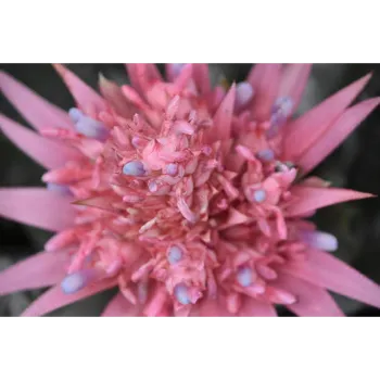 Natural Arali Flowers